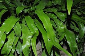 Image result for Microsorum punctatum