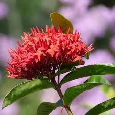 Image result for Ixora seretii