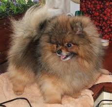 Check spelling or type a new query. Pomeranian Puppy Puppies Pomeranian Dog