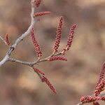 Image result for Hymenocardia