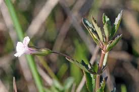 Image result for Melhania acuminata