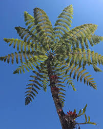 Image result for Cyatheaceae