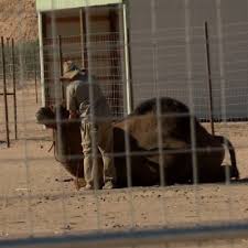 Must be 21 years of age or older and a legal resident of the united states. The Camel Whisperer A Former Nomad Embraces Life In Nevada Ksnv
