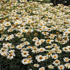 Image result for Leucanthemum