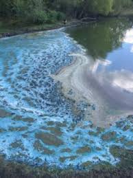 Use skimmer or algae net to lift it out put small barley straw bales into your pond How To Control Blue Green Algae Aquaplant Management Of Pond Plants Algae