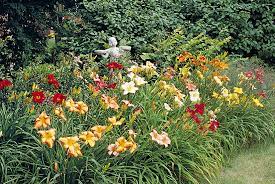 Maybe you would like to learn more about one of these? How To Grow Great Daylilies Garden Gate