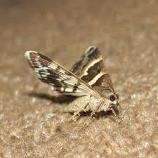 As well as our same day pest control as per the new bylaw, landlords in the city need to conduct preventive inspections, provide. Pest Control Experts In New Rochelle Pest Exterminators Near Me Top Pest Control Directory