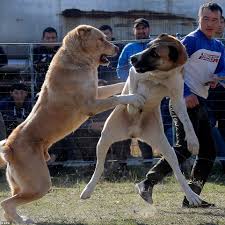 Yesterday at 9:07 pm ·. Dogs Rip Chunks From Each In Vicious Arena Fighting While Young Children Watch In Kyrgyzstan Daily Mail Online