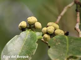 Image result for Dichapetalaceae