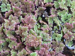 Image result for Azolla filiculoides