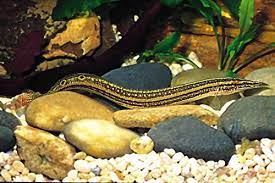 Striped Peacock Eel A Lot Of People Fall In Love When They See These Amazing Animals At The Pet Store Y Fresh Water Fish Tank Fish Tank Terrarium Cool Fish