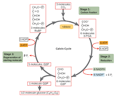 Image result for dark reaction photosynthesis