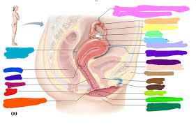 Use the mouse or tap the screen to label these diagrams of the male and female reproductive systems, showing the biological names of the. Lateral View Of Female Reproductive System Diagram Quizlet