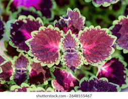 Image result for Coleus scutellarioides