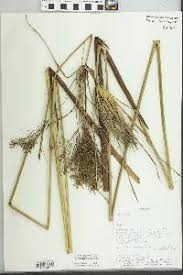 Image result for Cyperus ajax