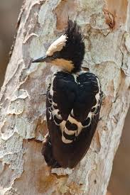 Black And White Spotted Bird With Black Head Surfbirds Online Photo Gallery Search Results Spotted Woodpecker Woodpecker Pretty Birds