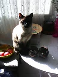 Mincir Pisi