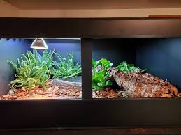 They are perfect apartment reptiles with requiring no bugs in their diet at all. Live Plants Vs Fake Plants Which Is Better For Your Reptile Reptifiles