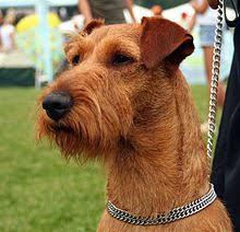 Irish Terrier Wikipedia