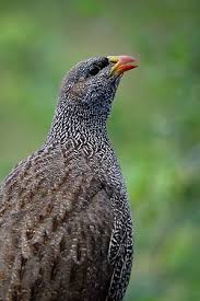 The Natal Spurfowl Or Natal Francolin Pternistis Natalensis Is A Species Of Bird In The Phasianidae Family It Is F South African Birds Game Birds Wild Birds