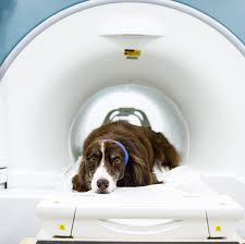 Canine brain MRIs show true affection for owners