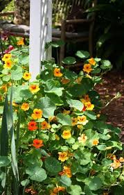 Plant Cucumbers Nasturtiums Together Nasturtiums Are Known For Repelling A Number Of Insects Also Function As Nasturtium Plants Backyard Vegetable Gardens