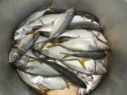 Ikan gelama mak ilai ilai. Spices Amira Entreprise Ikan Kekek Mak Iloi Iloi Ikan Gelama Mak Ilai Ilai Eh Haaa Korang Suka Tak Makan Ikan Eh Kenapa Tak Suka Ikan Ni Bagus