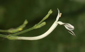 Image result for Rhinacanthus submontanus