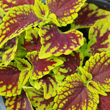 Image result for Coleus guerkei