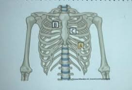 Image result for Point of Maximum Impulse