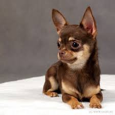 I Ve Always Hated Rat Sized Dogs But I Kinda Really Want Him Chihuahua Chihuahua Cute Chihuahua Chihuahua Puppies