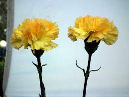 Yellow Carnation Flower Pic Best Flower Wallpaper