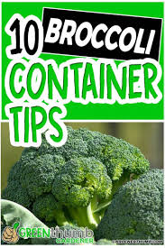 We did not find results for: Growing Broccoli In Containers 10 Tips You Must Know Growing Broccoli Grow Broccoli In Containers Growing Broccoli In Containers