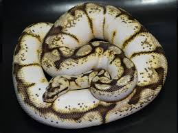 Calibee Morph List World Of Ball Pythons
