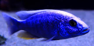 African cichlid electric blue ahli www.johntomaiphotography.com. Electric Blue Ahli Sciaenochromis Fryeri Maleri Island Tropical Fish Keeping