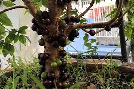 Nho thân gỗ có tên khoa học là jabuticaba hay jaboticaba, ở việt nam gọi là nho mỹ hoặc nho đất. VÆ°á»n Nho Than Gá» Tháº§y Thá»'ng