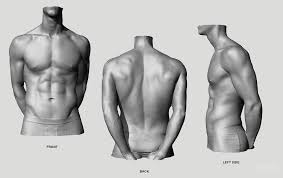 First a few words about anatomy: Anatomy Anatomy Key Features And Proportion Mesurements Human Muscle Anatomy Anatomy Reference Body Anatomy