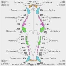 25 abundant dental chart for canine