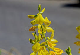 Image result for Crotalaria nigricans