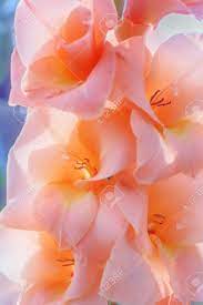 The shape of the flower resembles a brightly colored bird in flight. Beauty Flowers Of Gladiolus Peach Color Close Up Stock Photo Picture And Royalty Free Image Image 84071061