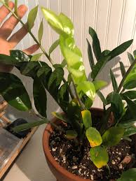 Black spots on leaves (with yellow around) 08:10 4. My Poor Zz Plant Yellowing Leaves And New Leaves That Stopped Developing Plantclinic