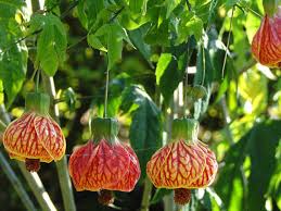 Image result for Abutilon rehmannii