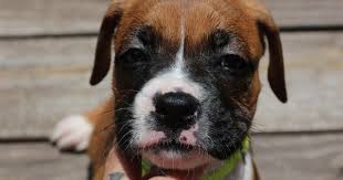 Black And White Boxer Puppies For Sale In California Litter Of 5 Boxer Puppies For Sale In Conroe Tx Adn 31766 On Puppyfinder Com Gender Female Age 6 Wee Boxer Puppies Boxer Puppies For Sale Puppies For Sale