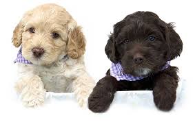 Some of the coloring page names are how to draw a labradoodle step by step pets animals online drawing tutorial added by, 12 adult coloring. Types And Colors Of Australian Labradoodles