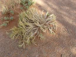 Image result for Stipagrostis