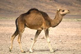 Female camels are called cows. Quiz Can You Identify The Female Animal Proprofs Quiz