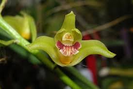 Image result for Vanilla polylepis