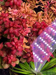 Image result for Ludwigia senegalensis