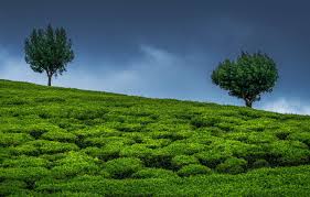All high quality phone and tablet hd wallpapers on page 1 of 3 are available for free download. Wallpaper The Sky Trees India Two Trees Tea Plantation Images For Desktop Section Pejzazhi Download