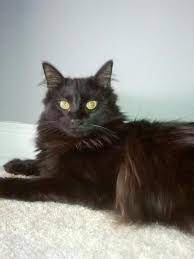 Use petfinder to find adoptable pets in your area. Pictures Of Domestic Long Hair Cat Breed Long Haired Cats Black Cat Breeds Cute Cats